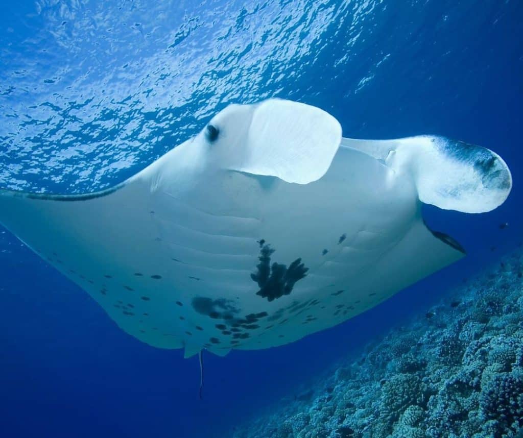 manta point labuan bajo