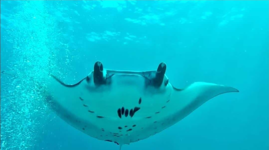 manta point labuan bajo