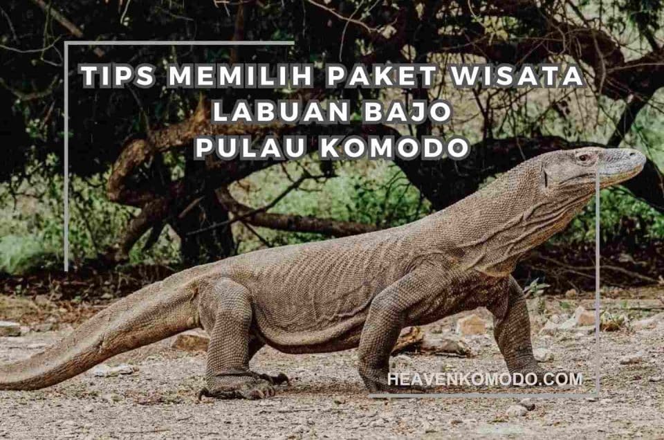 paket wisata labuan bajo
