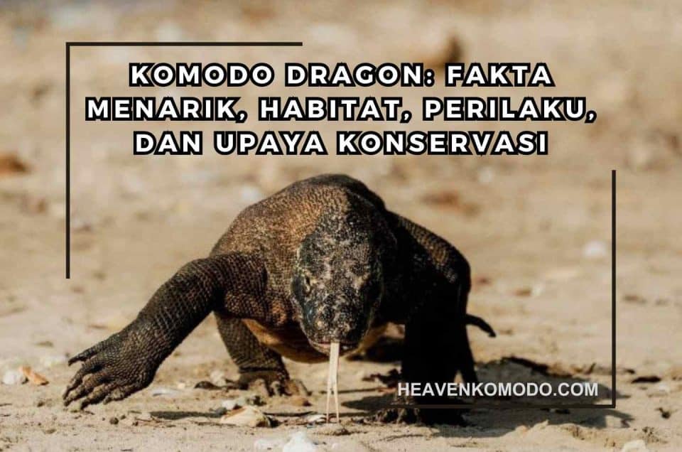komodo dragon